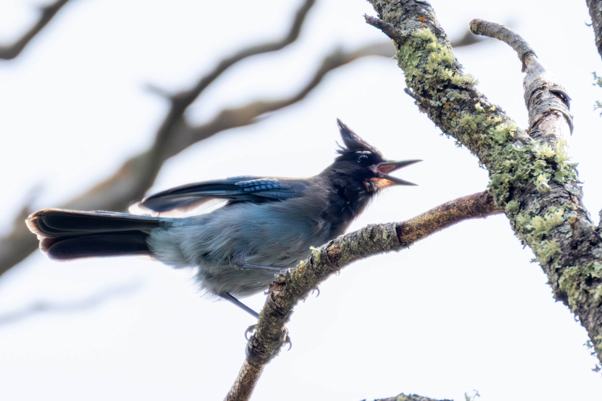 Steller's Jay - ML638962528