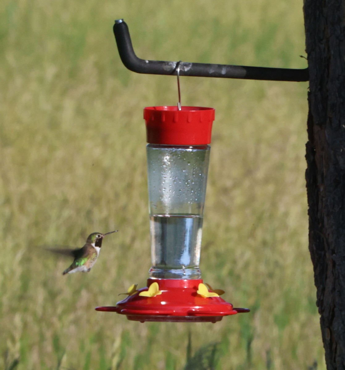 Broad-tailed Hummingbird - ML638962537