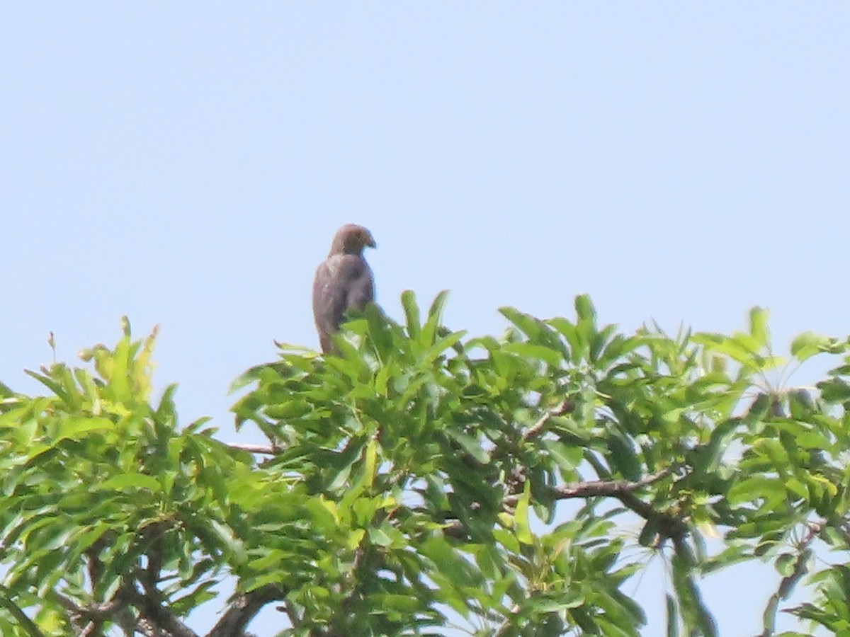 Gray Kestrel - Doug Kibbe