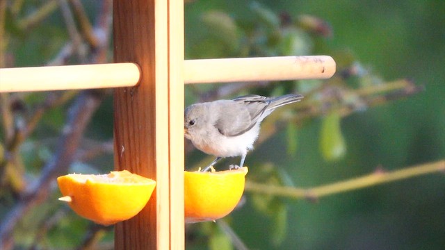 Verdin - ML638962587