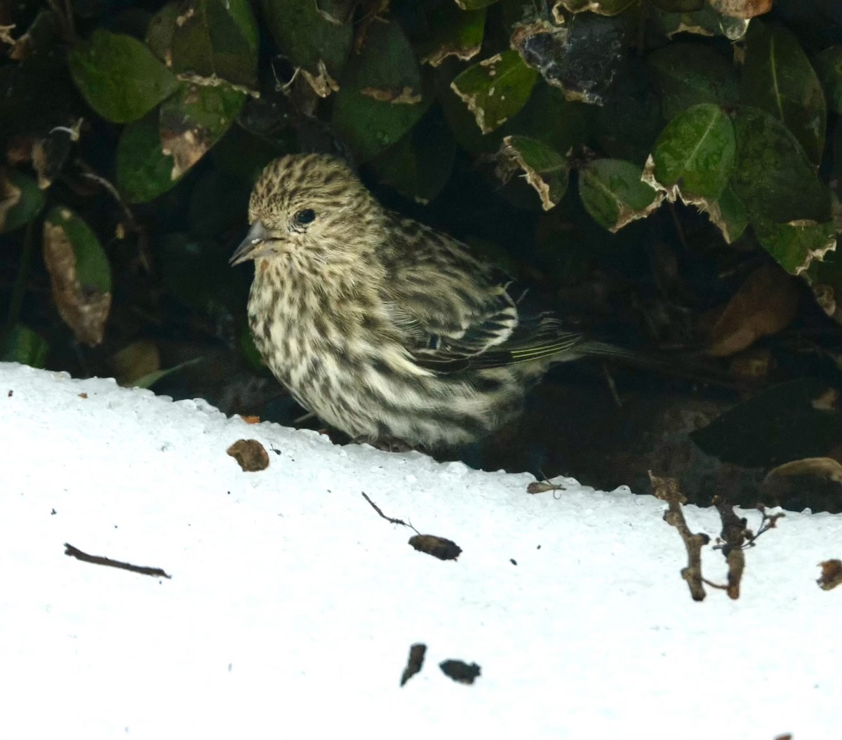 Pine Siskin - ML638962593