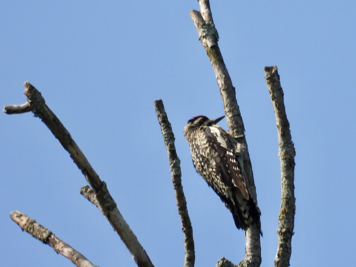 Yellow-bellied Sapsucker - ML638962596