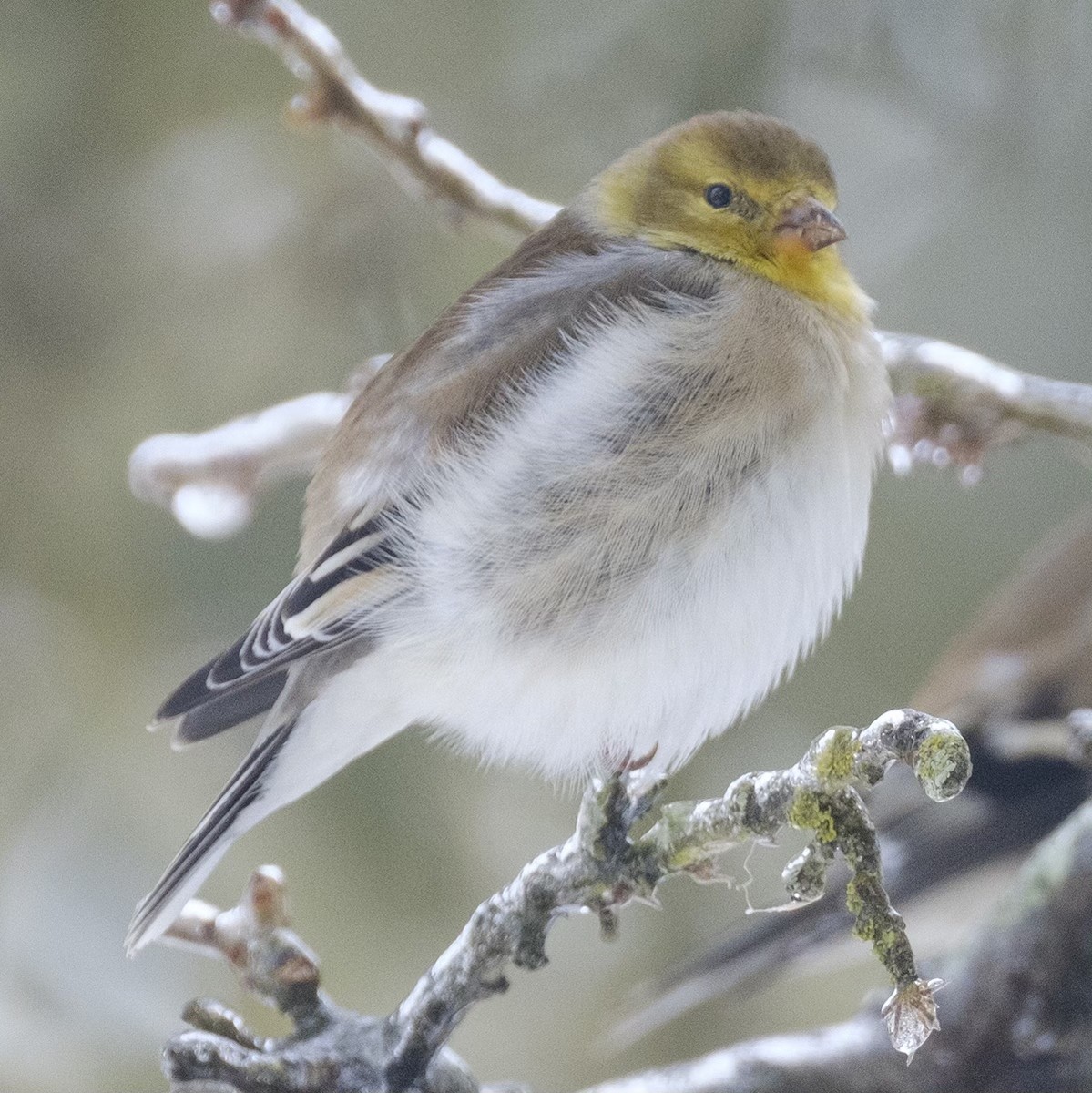 American Goldfinch - ML638962600