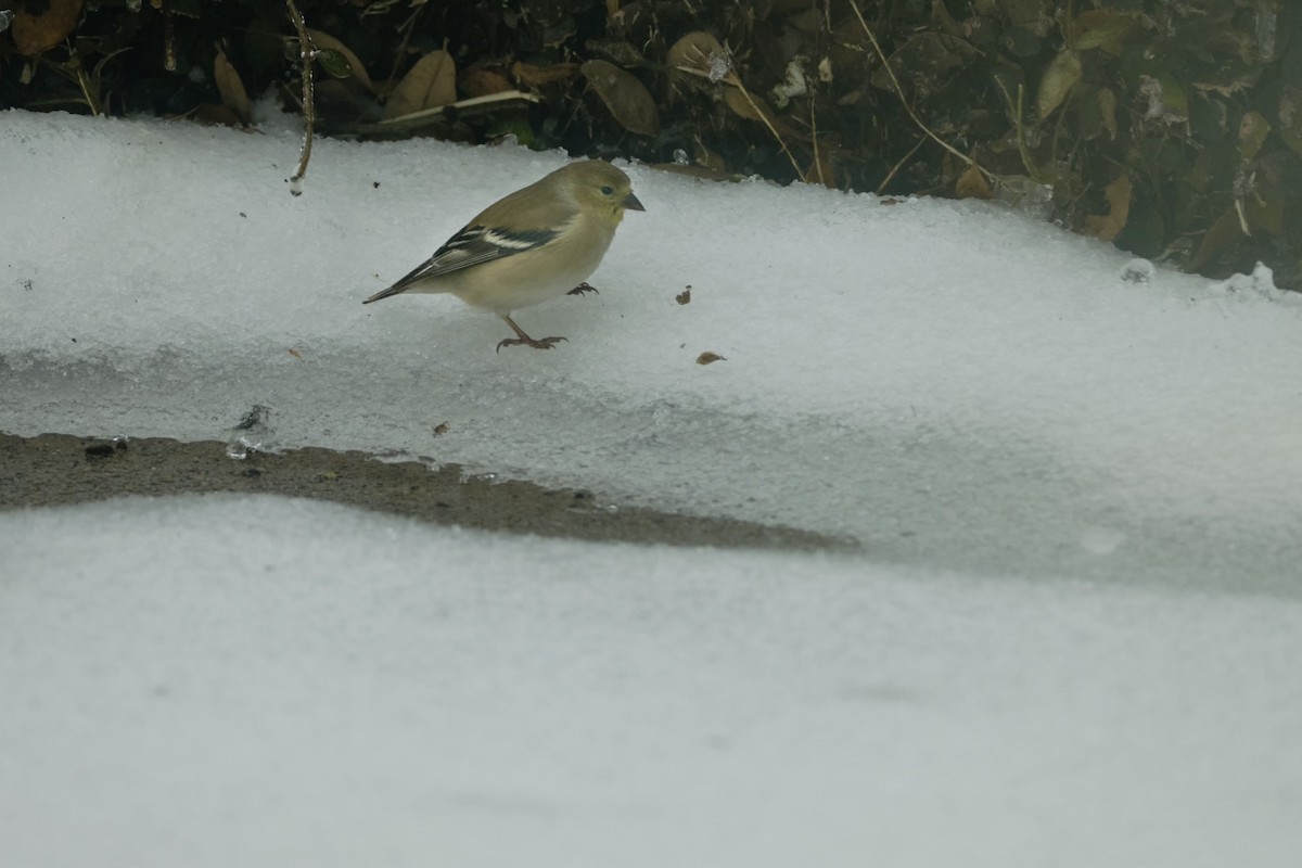 American Goldfinch - ML638962602