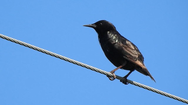 European Starling - ML638962607