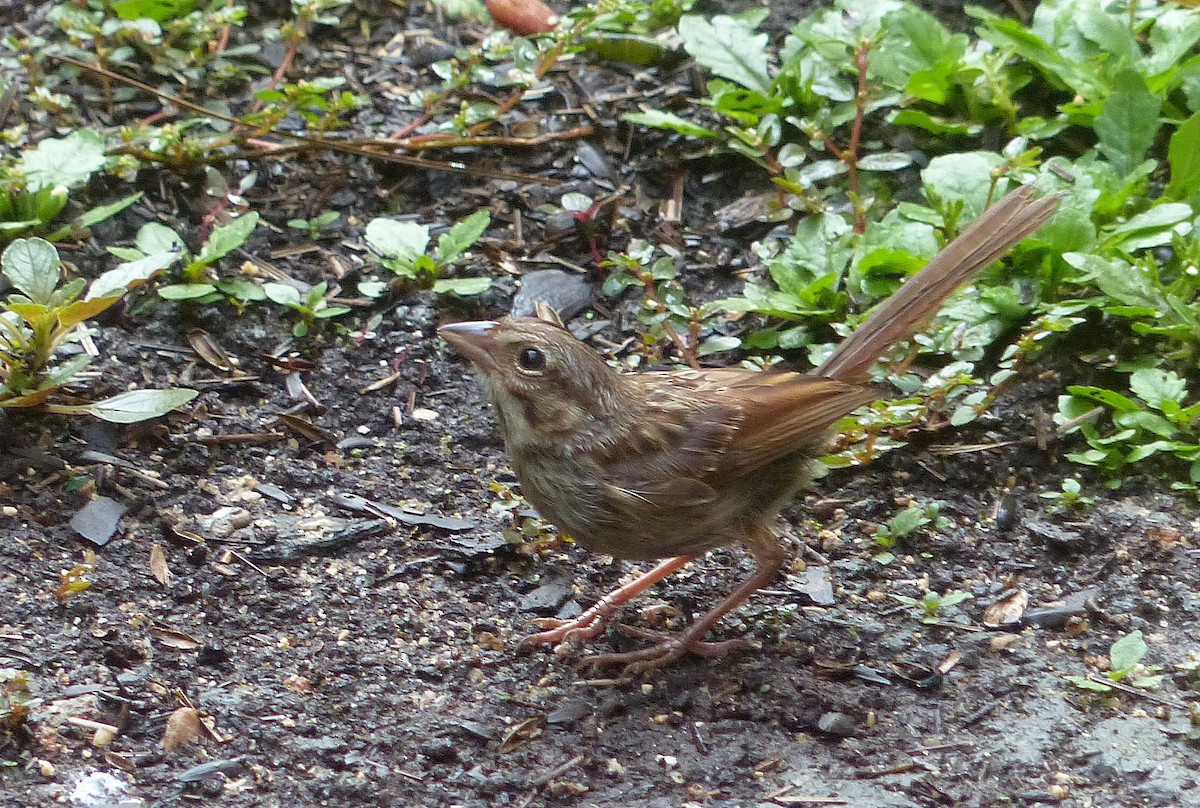 Song Sparrow - ML638962634