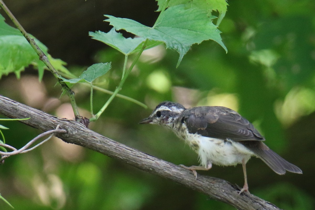 Louisiana Waterthrush - ML638962655