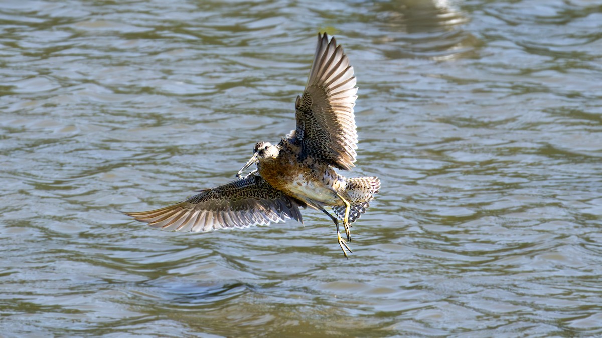 Short-billed Dowitcher - ML638962658