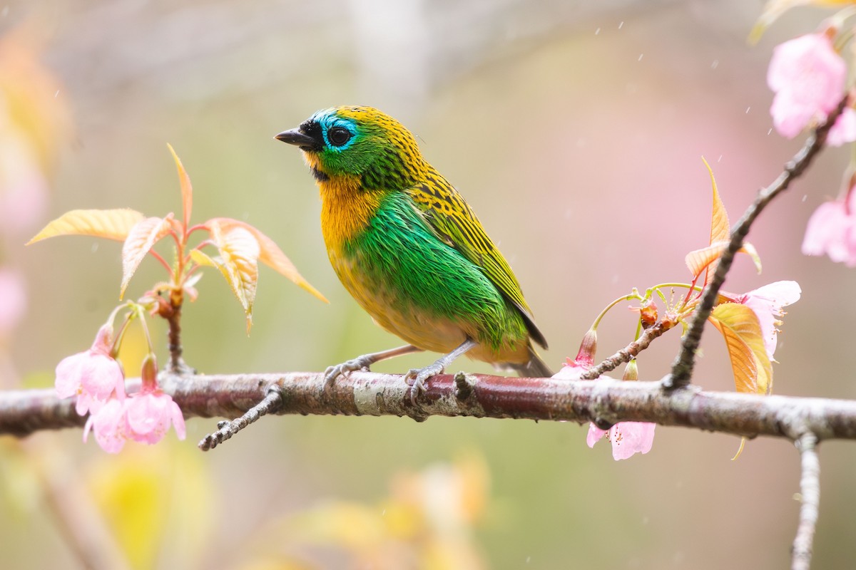 Brassy-breasted Tanager - ML638962678