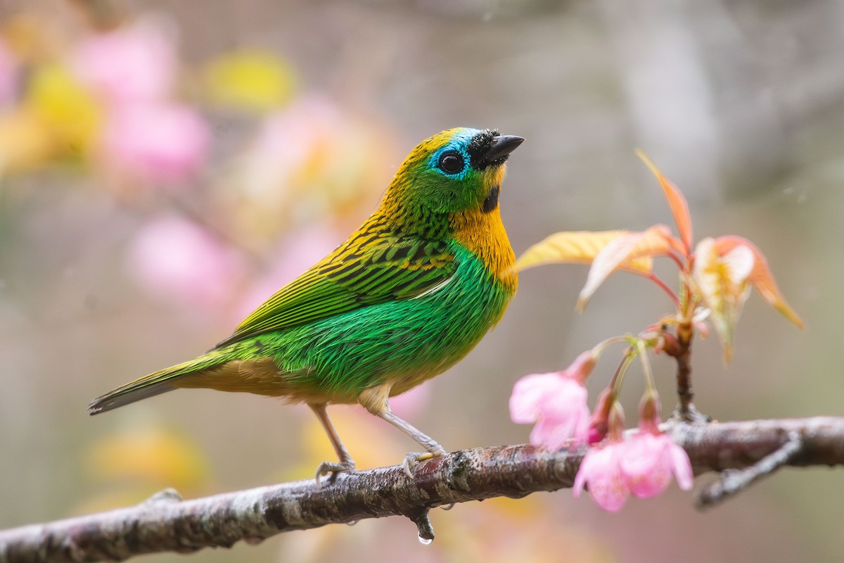 Brassy-breasted Tanager - ML638962680