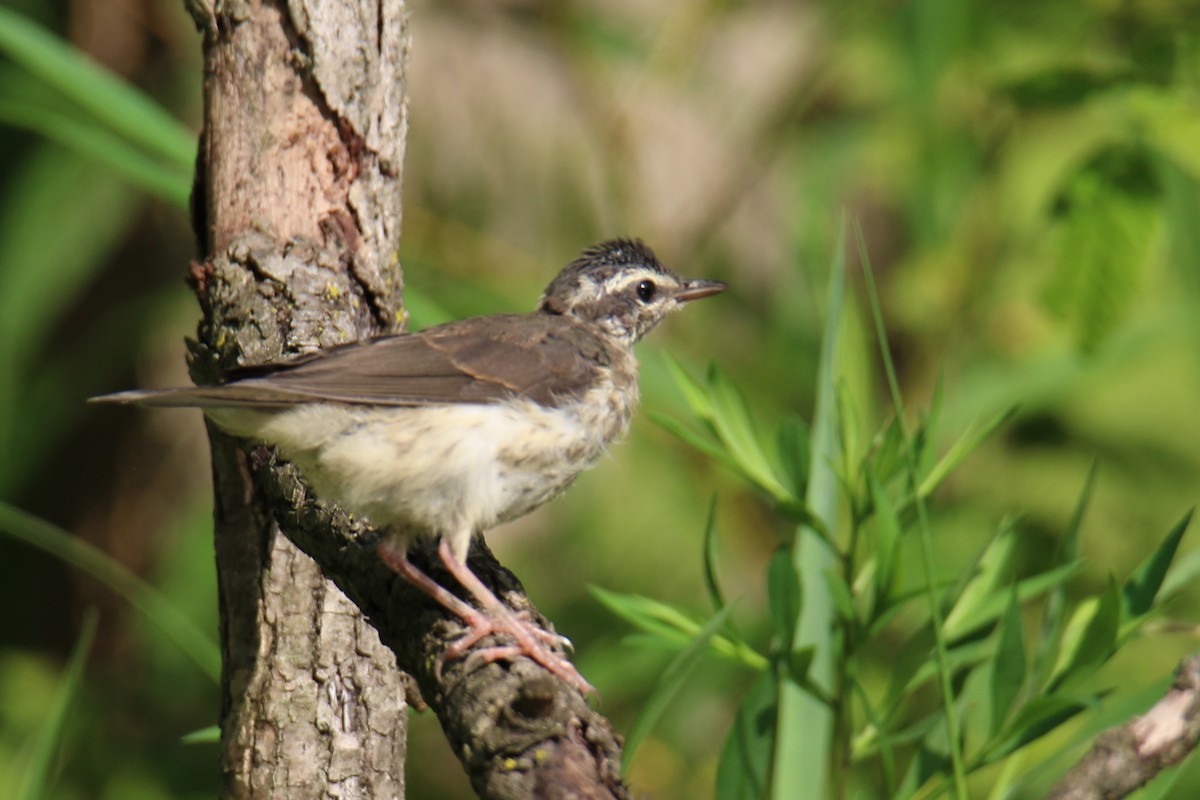 Louisiana Waterthrush - ML638962701