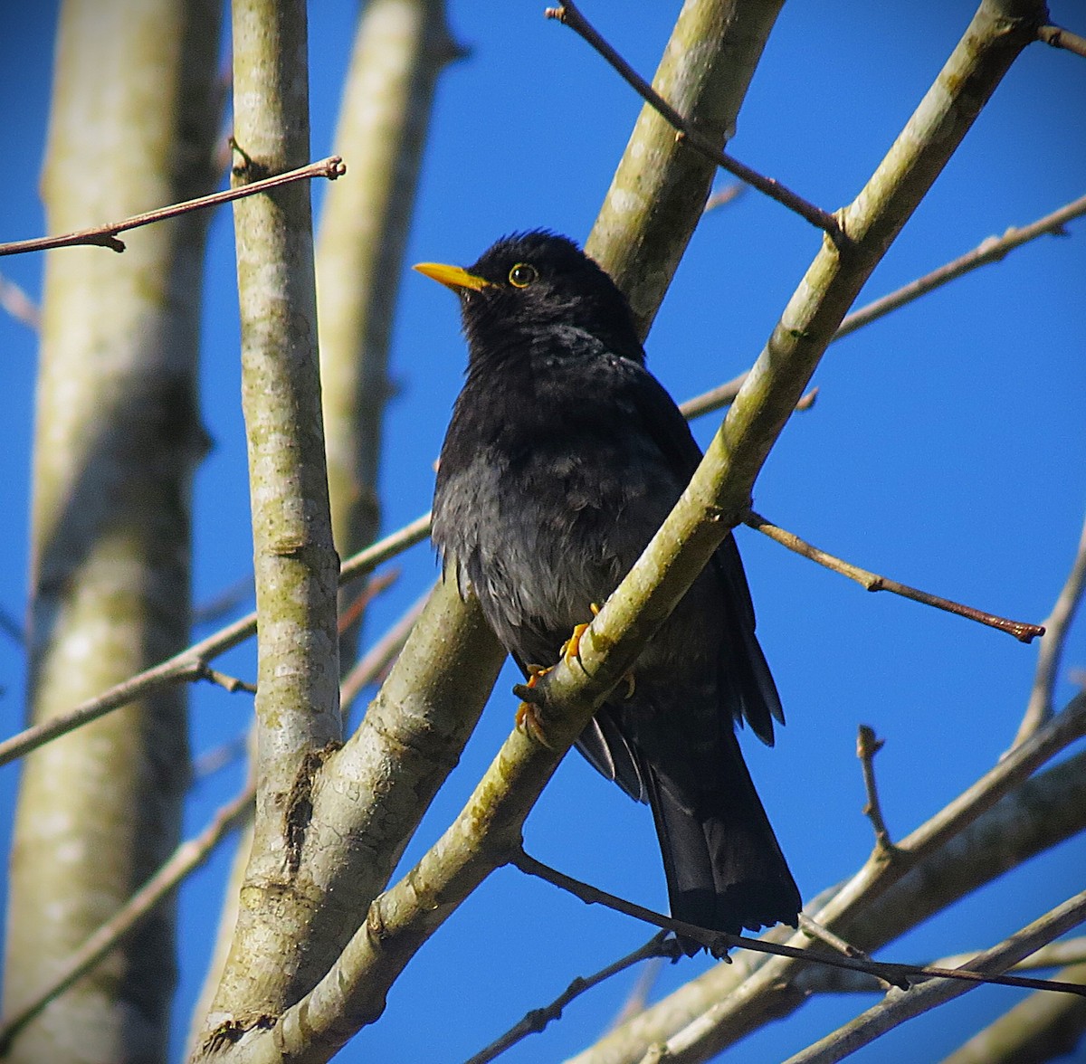 Yellow-legged Thrush - ML638962707