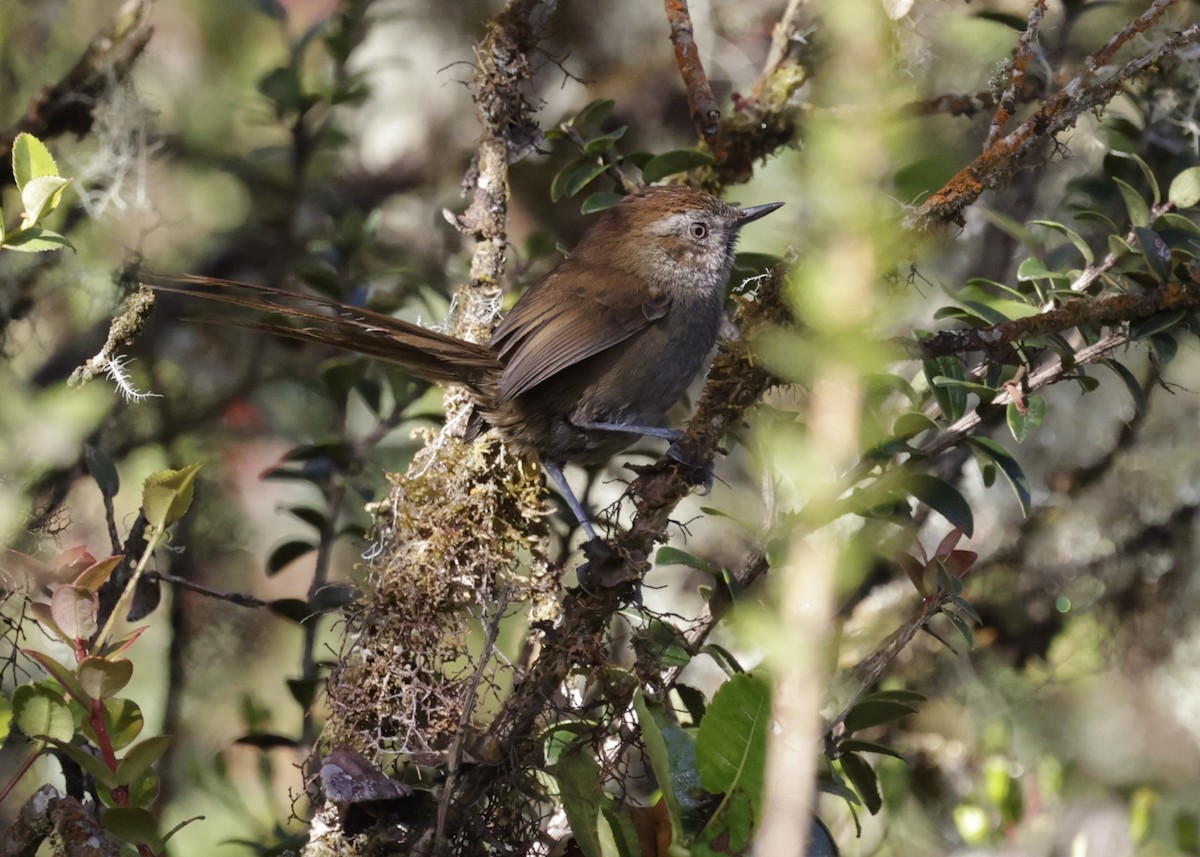 Puna Thistletail - ML638962745