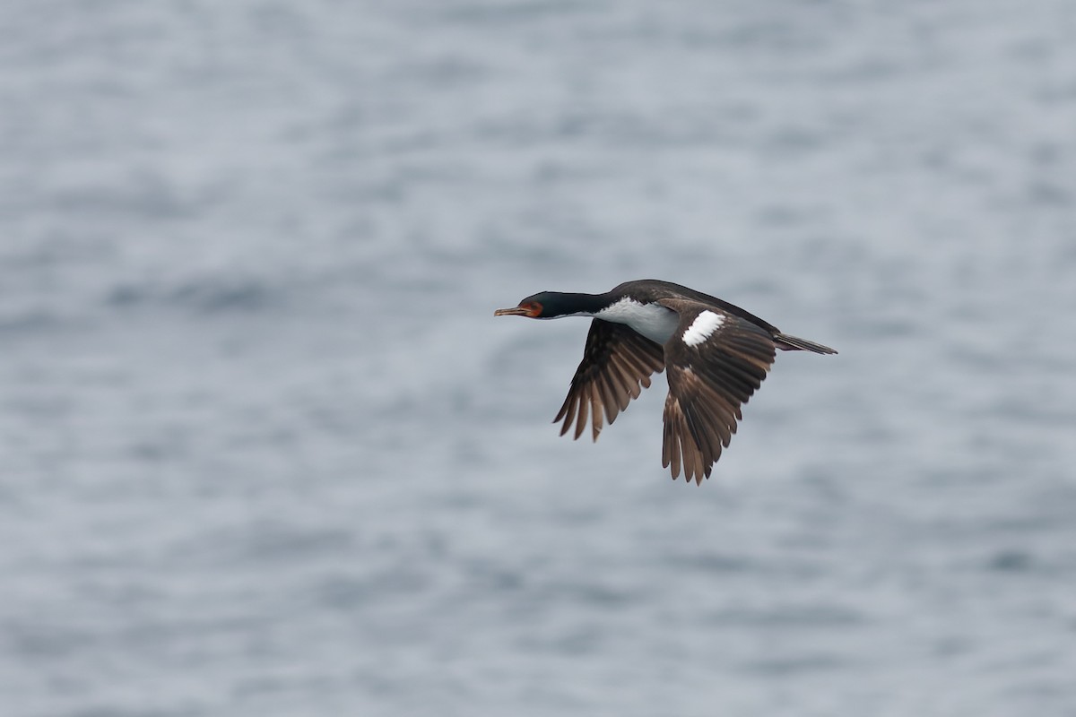 Bounty Islands Shag - ML638962746