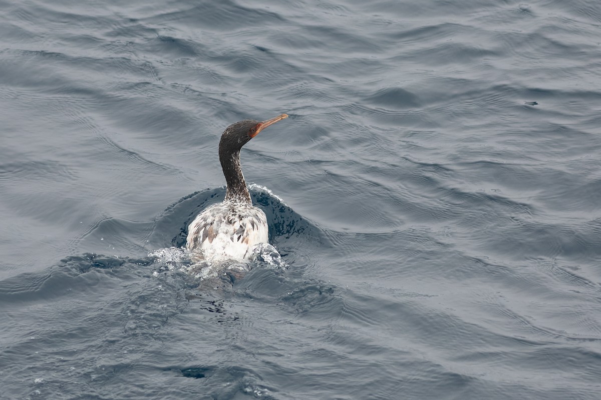 Bounty Islands Shag - ML638962751