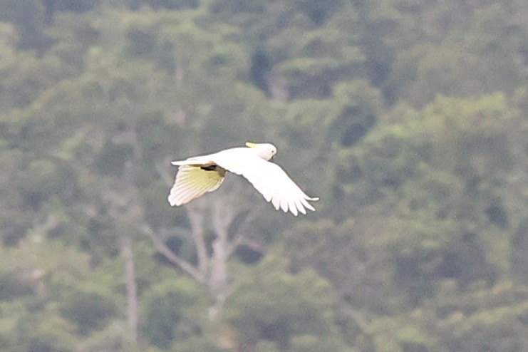 Sulphur-crested Cockatoo - ML638962758