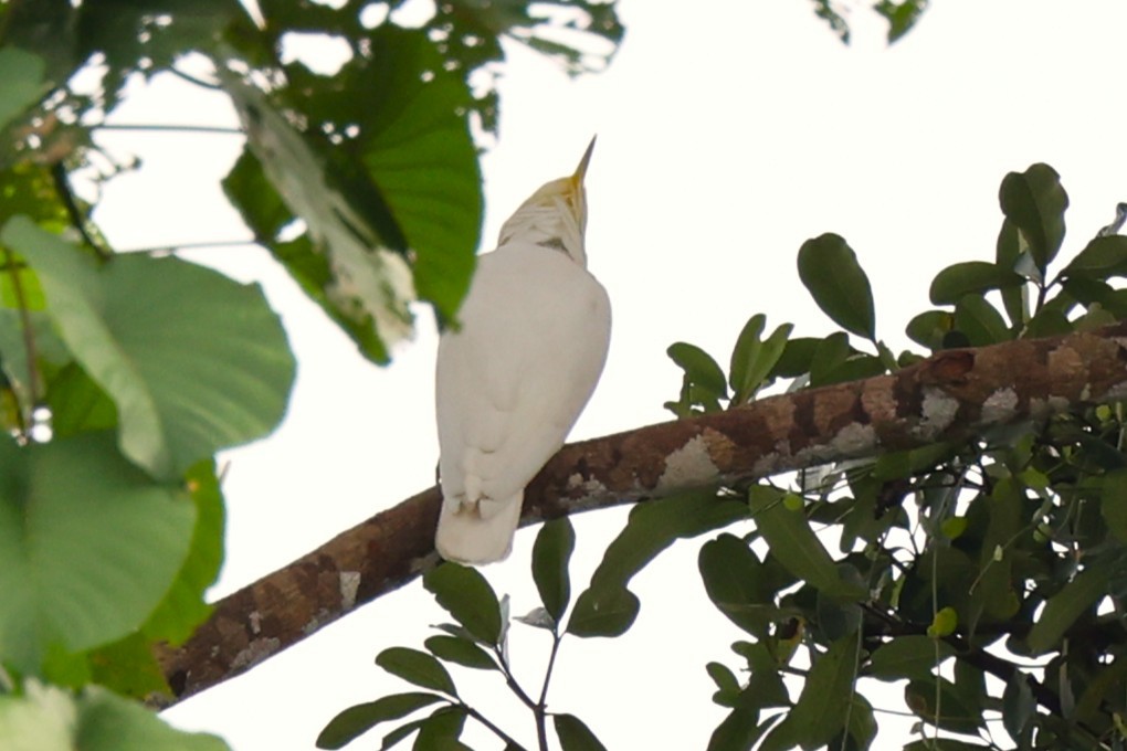 Sulphur-crested Cockatoo - ML638962759
