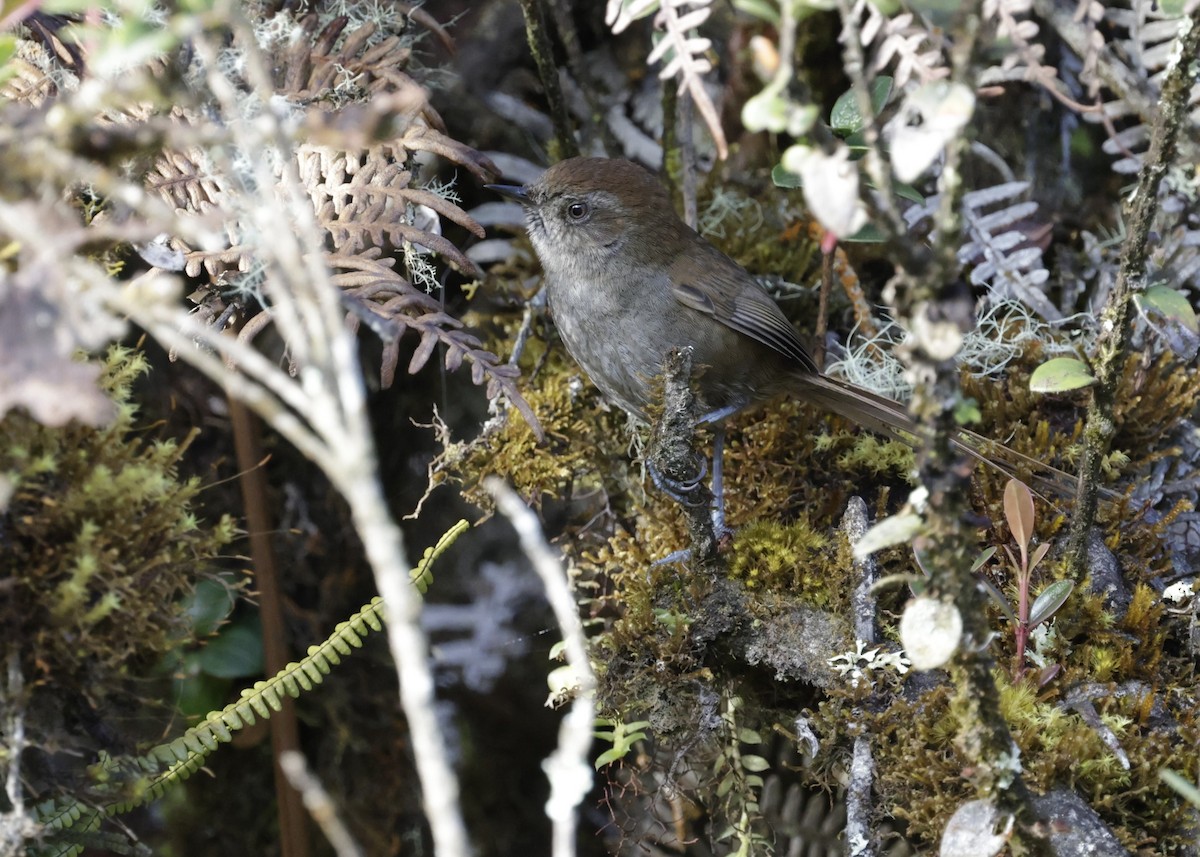 Puna Thistletail - ML638962762