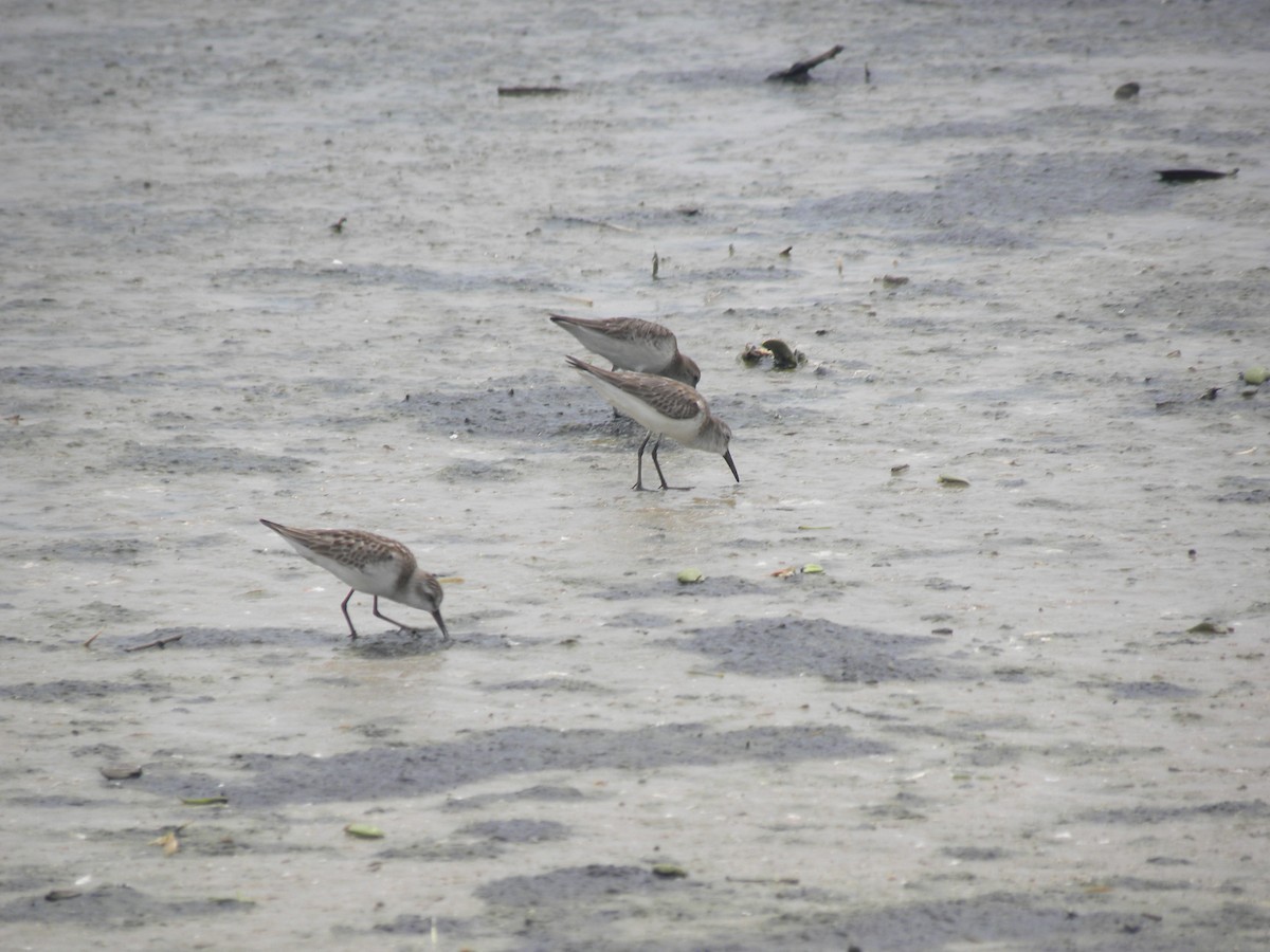 Western Sandpiper - ML638962790
