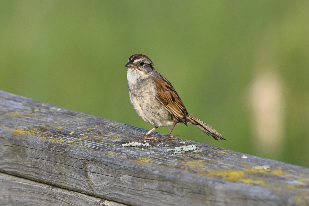 Swamp Sparrow - ML638962799