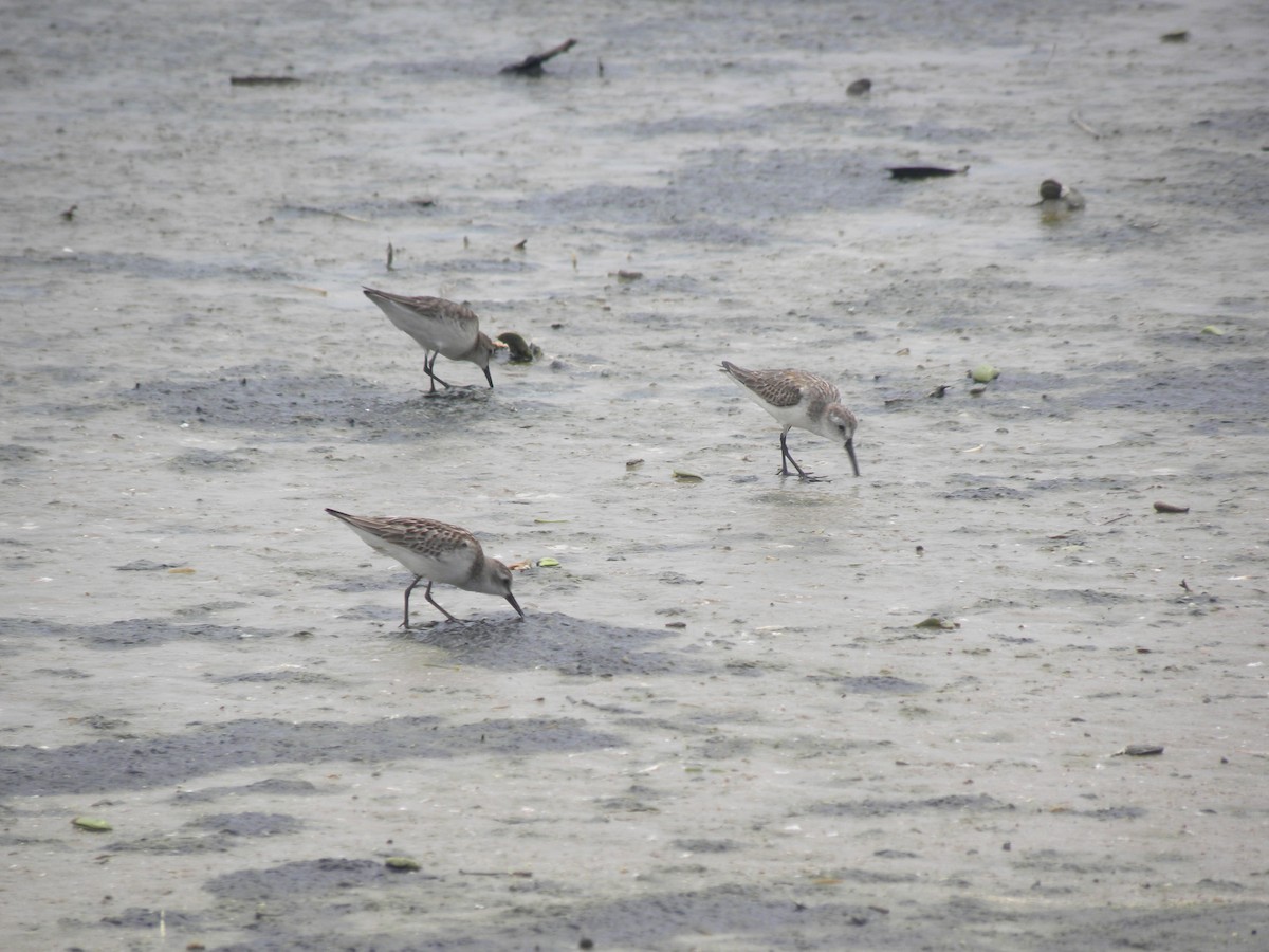 Western Sandpiper - ML638962807