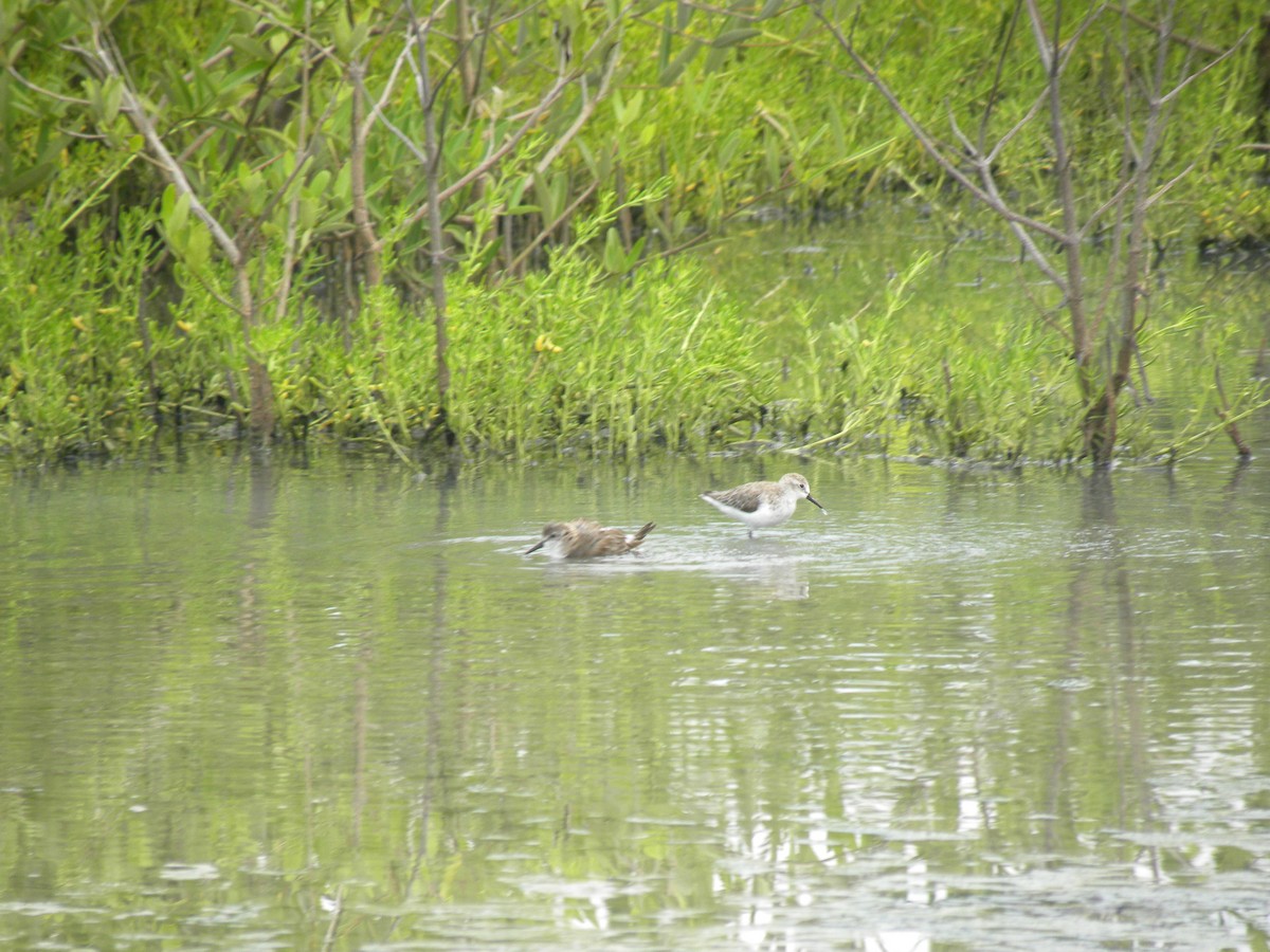 Semipalmated Sandpiper - ML638962839