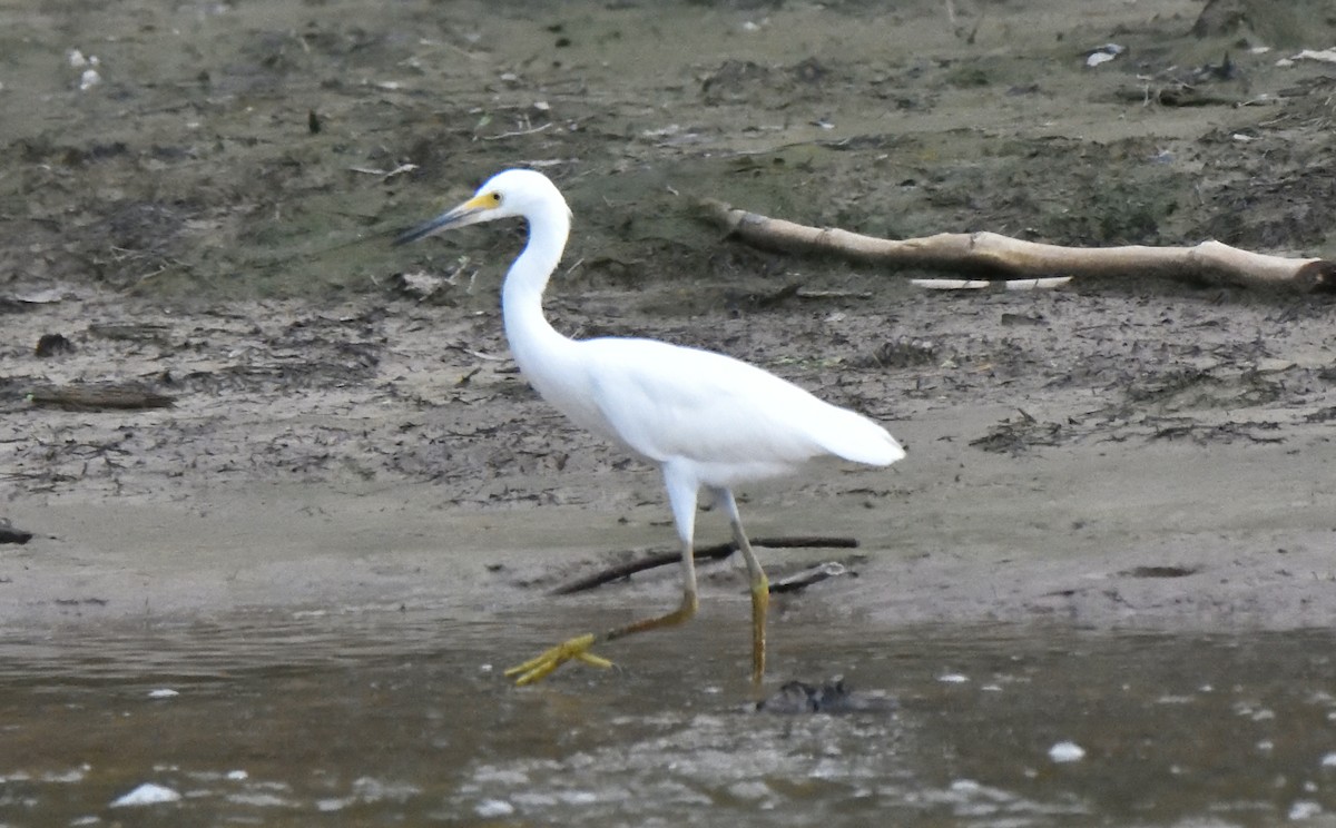 Snowy Egret - ML638962854