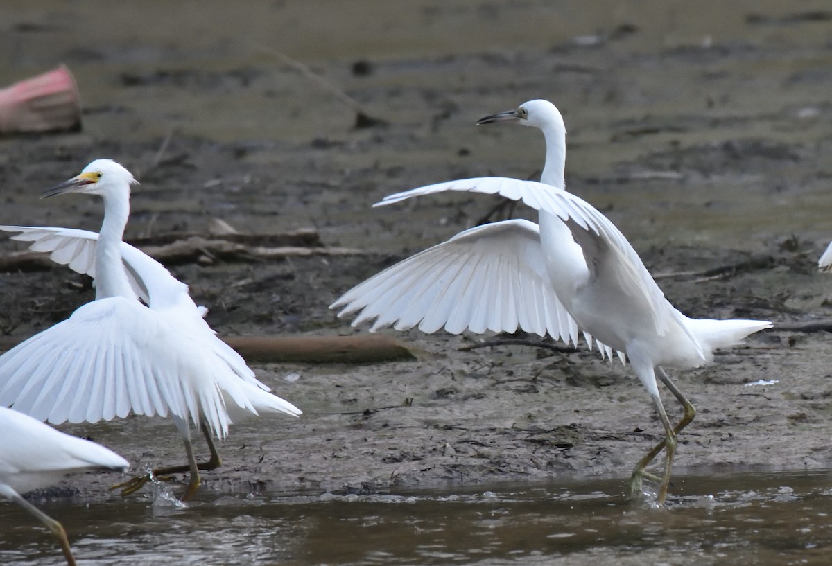 Snowy Egret - ML638962857