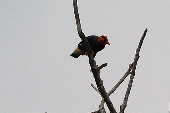 Yellow-faced Myna - ML638962869