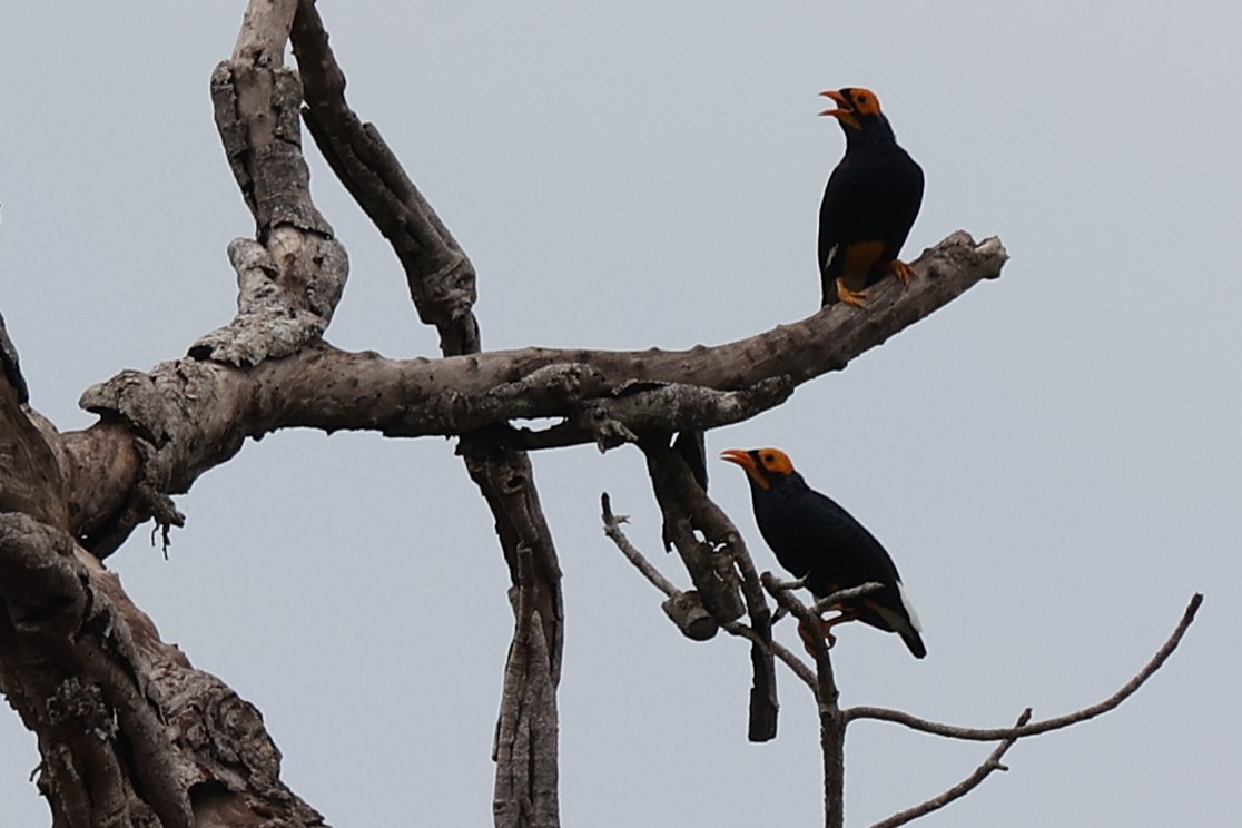 Yellow-faced Myna - ML638962870