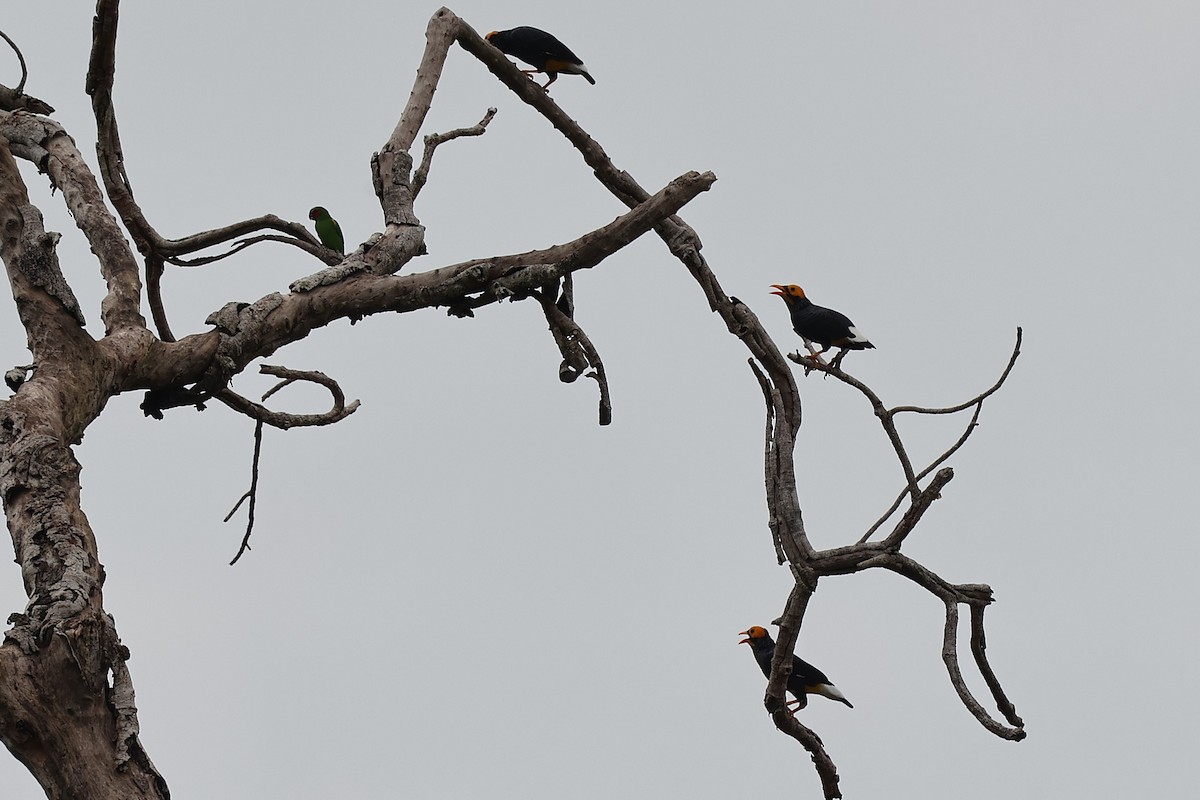Yellow-faced Myna - ML638962871