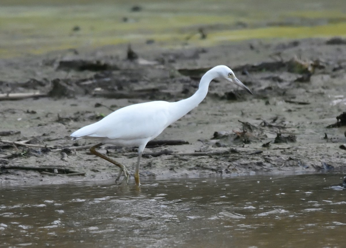 Little Blue Heron - ML638962880