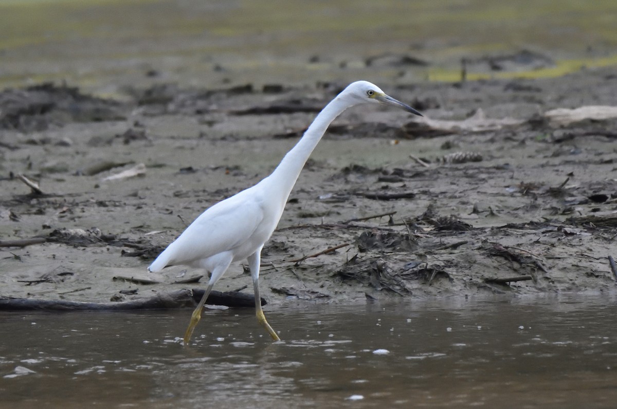 Little Blue Heron - ML638962882