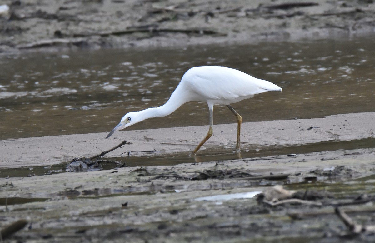 Little Blue Heron - ML638962883