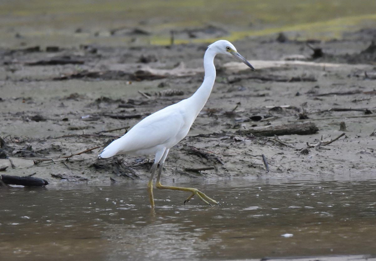 Little Blue Heron - ML638962884