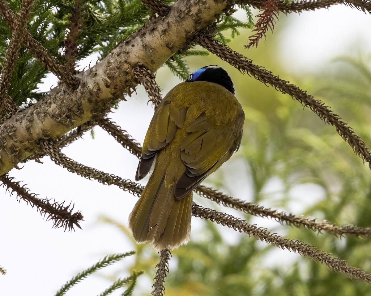 Blue-faced Honeyeater (Blue-faced) - ML638962890