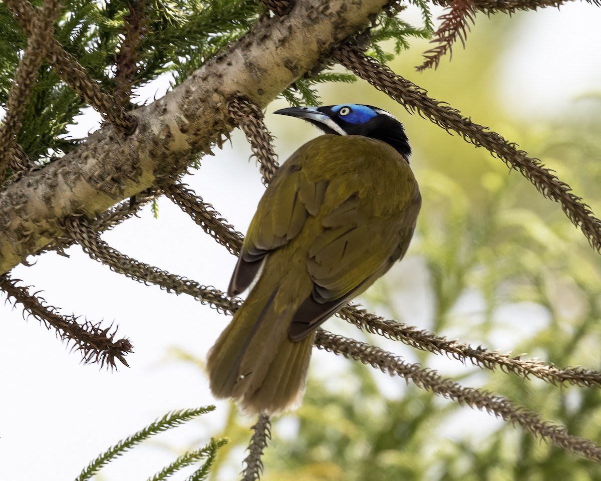 Blue-faced Honeyeater (Blue-faced) - ML638962894