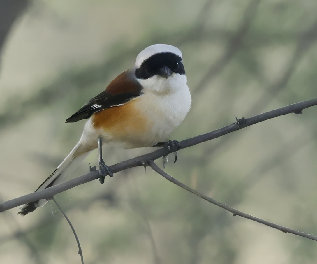 Bay-backed Shrike - ML638962929