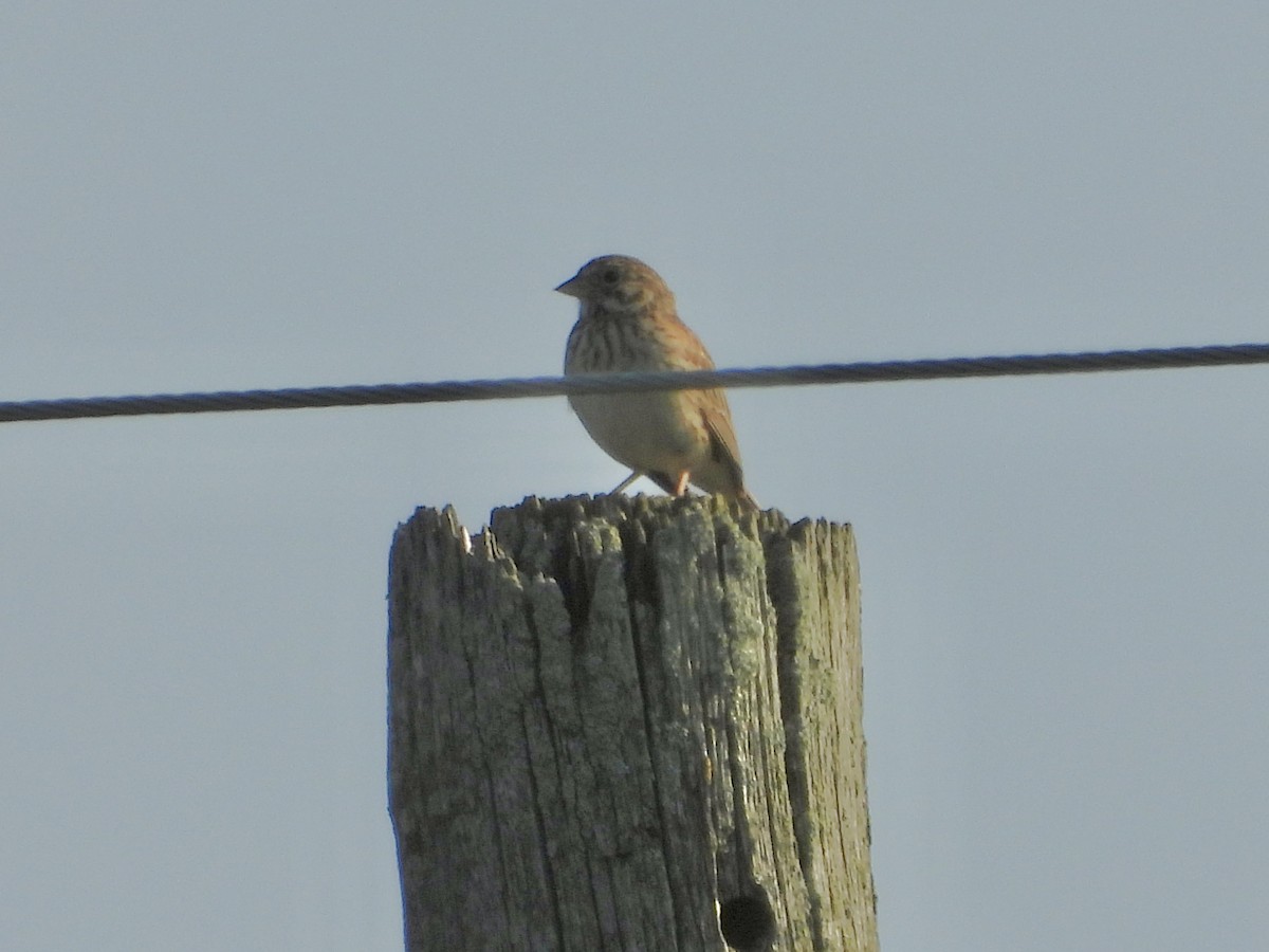 Vesper Sparrow - ML638962951
