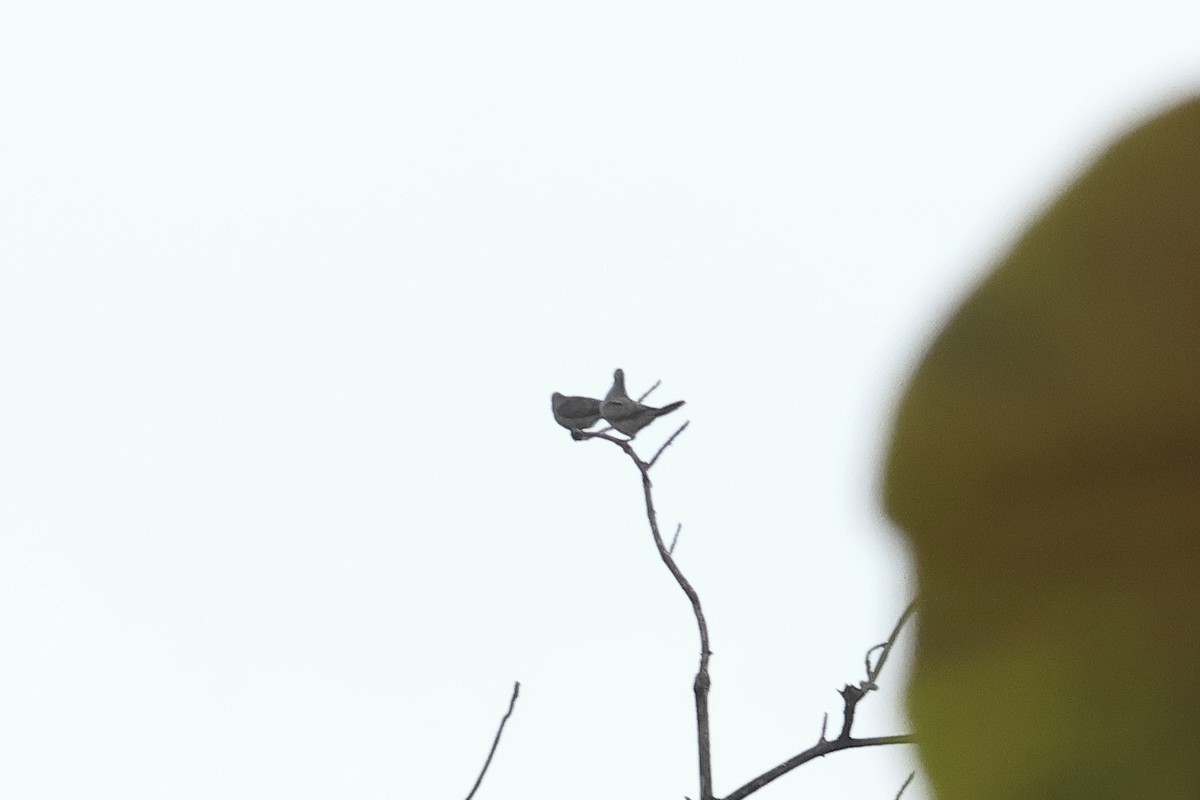 Peaceful Dove - ML638962984