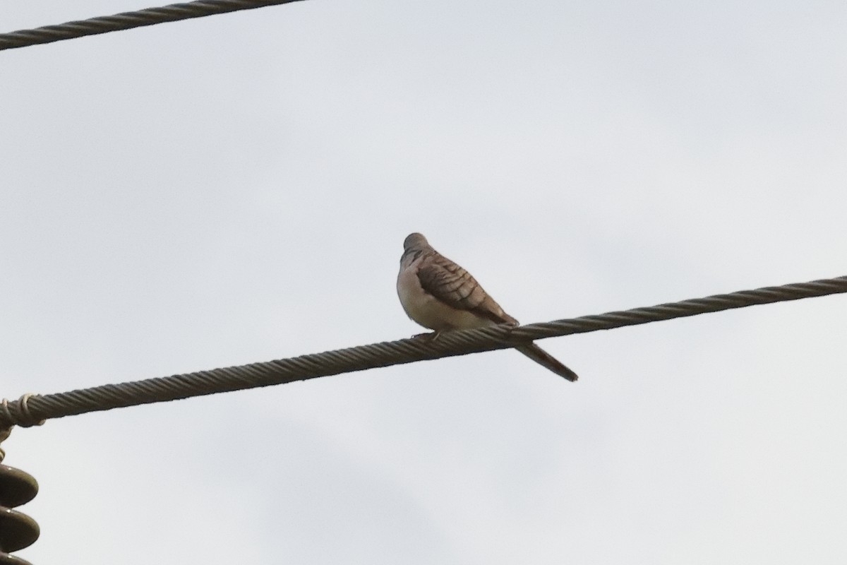 Peaceful Dove - ML638962985