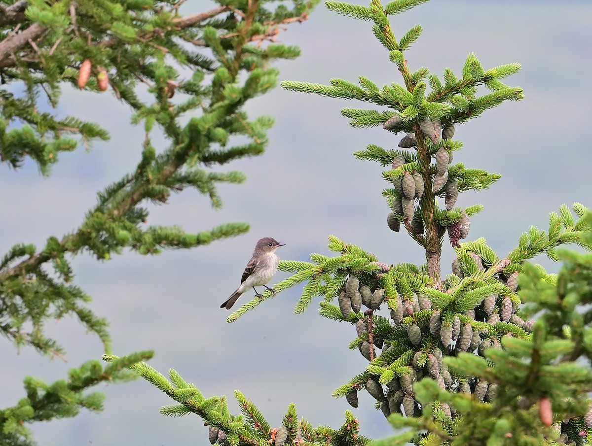 Alder Flycatcher - ML638962986