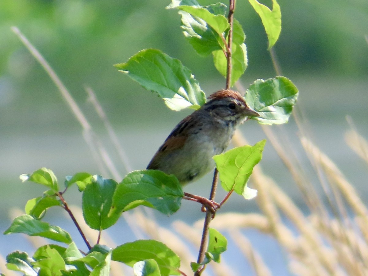 Swamp Sparrow - ML638963048