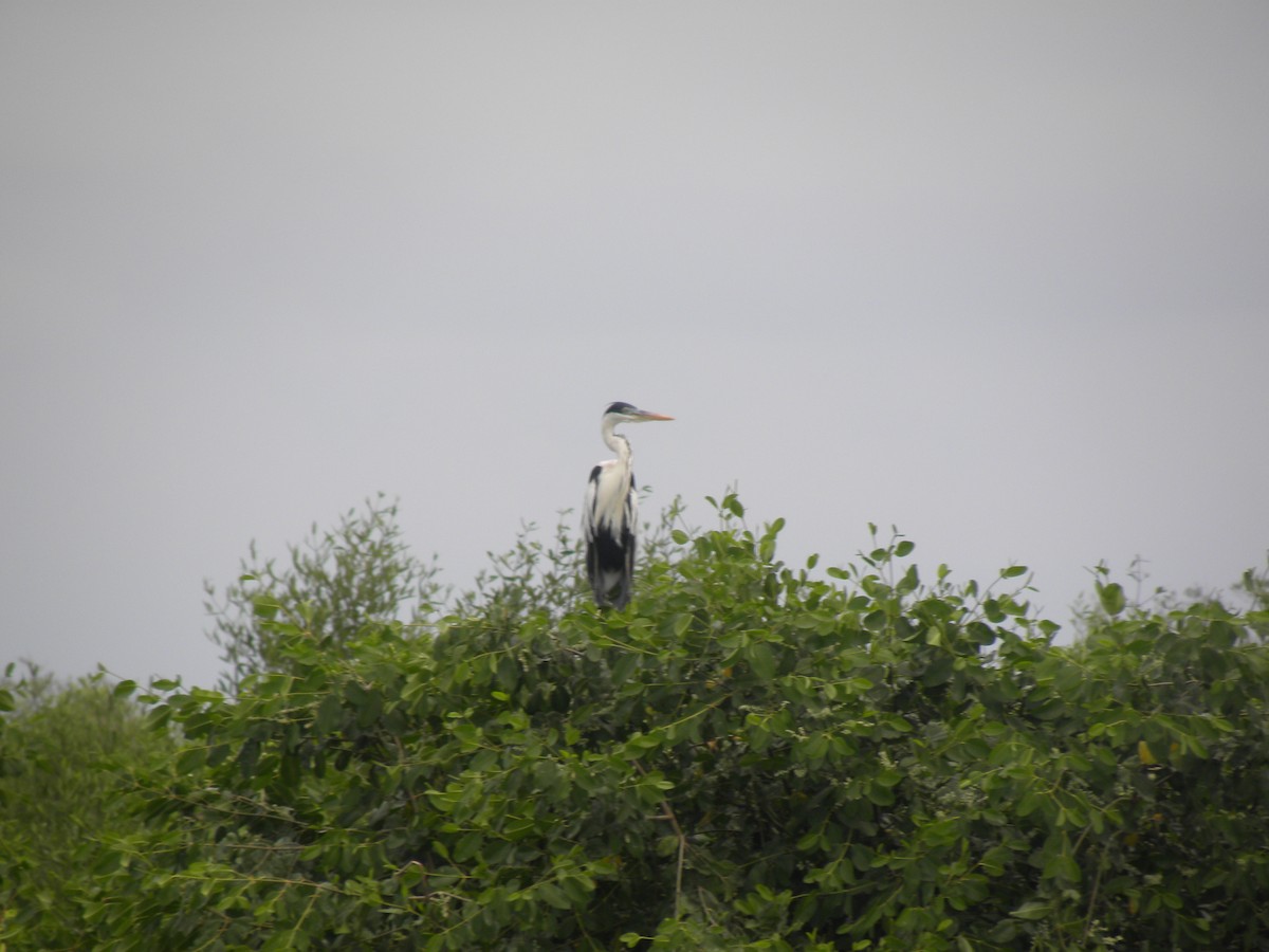 Cocoi Heron - ML638963129
