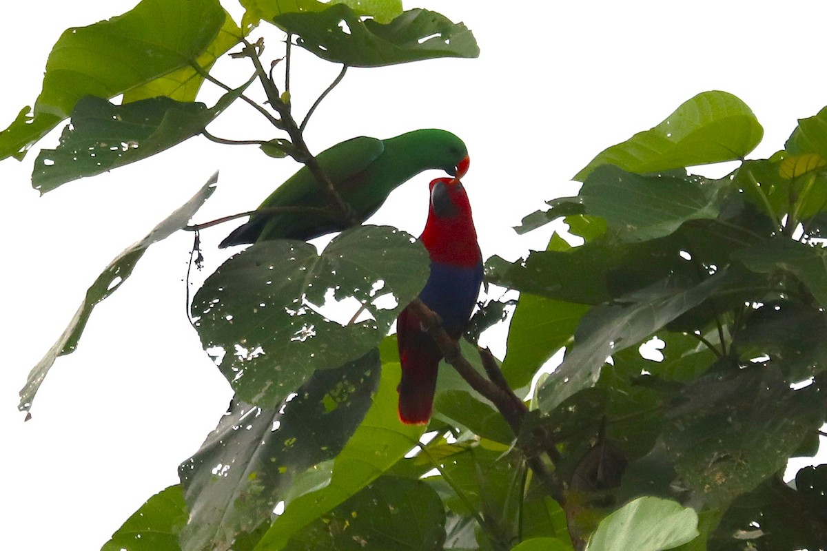 Papuan Eclectus - ML638963170