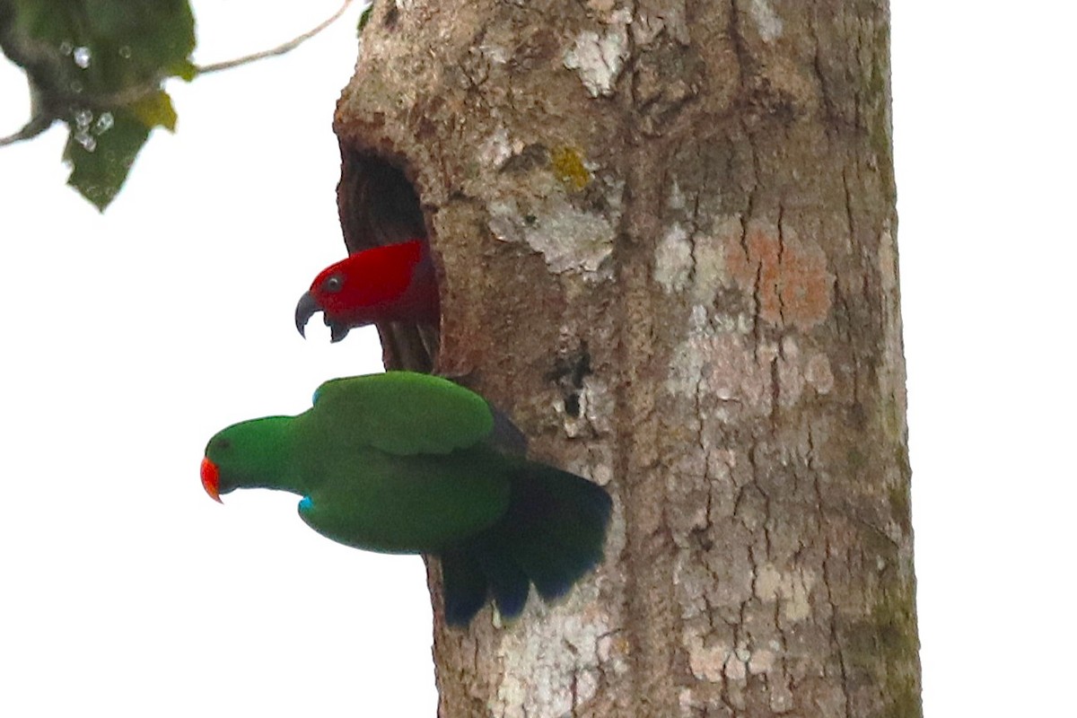 Papuan Eclectus - ML638963171