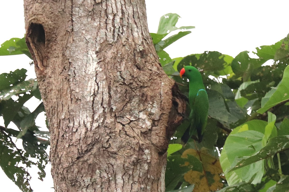 Papuan Eclectus - ML638963175