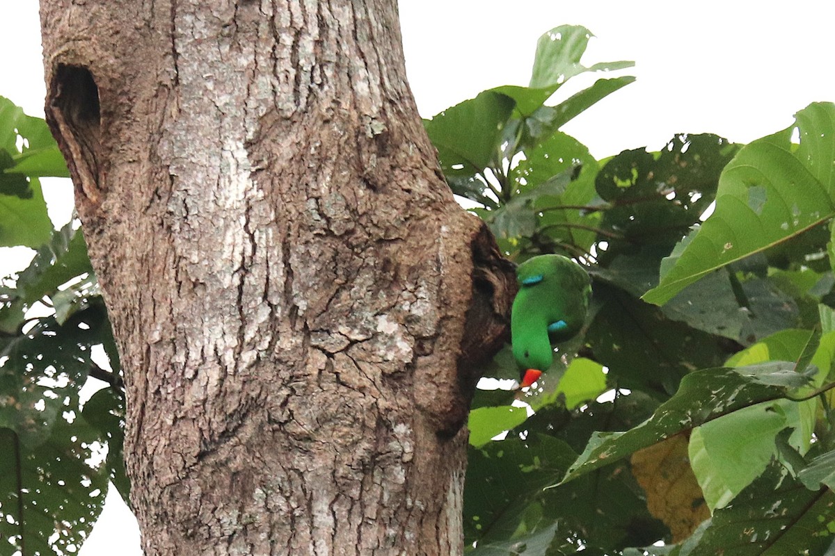 Papuan Eclectus - ML638963176