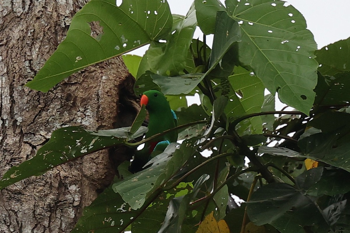 Papuan Eclectus - ML638963179
