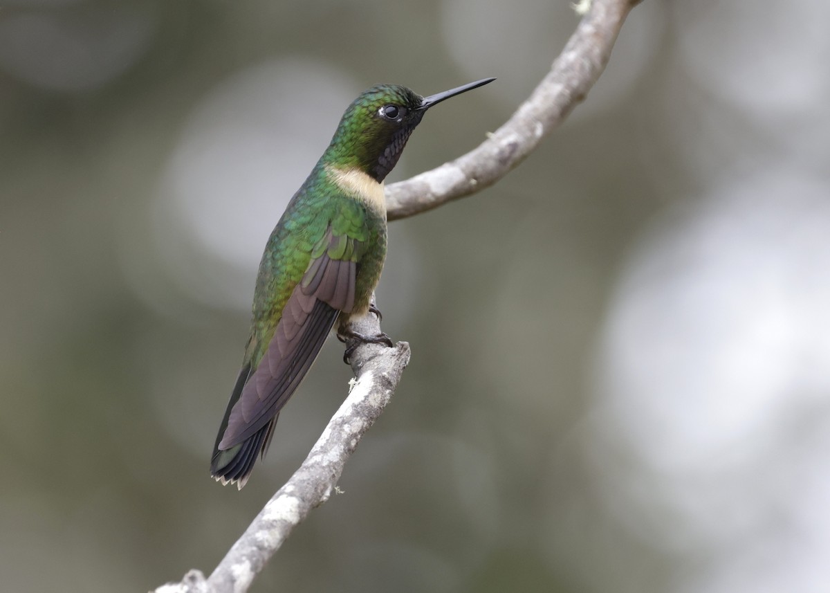 Amethyst-throated Sunangel - ML638963181